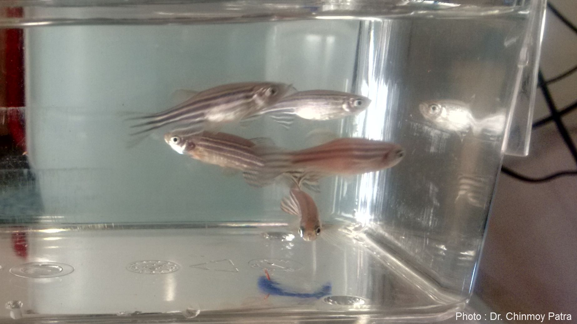 Scientists studying hearts of fish to understand heart diseases
